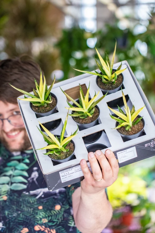 Sansevieria Comet Lemon-3.jpg