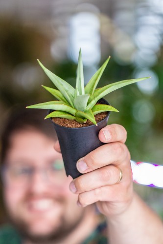 Sansevieria Comet Pastel-1.jpg