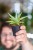 Sansevieria Comet Pastel-1.jpg