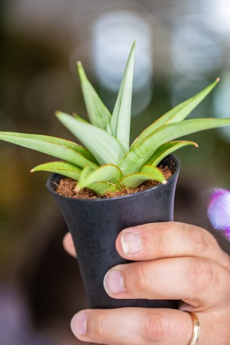 Sansevieria Comet Pastel-2.jpg