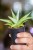 Sansevieria Comet Pastel-2.jpg