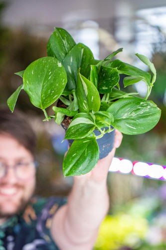 Scindapsus Rubicon-1.jpg