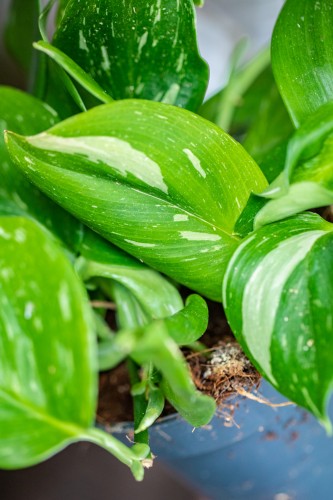 Scindapsus Rubicon-2.jpg