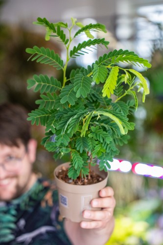 Tamarindus Indica-1.jpg