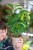 Tamarindus Indica-1.jpg