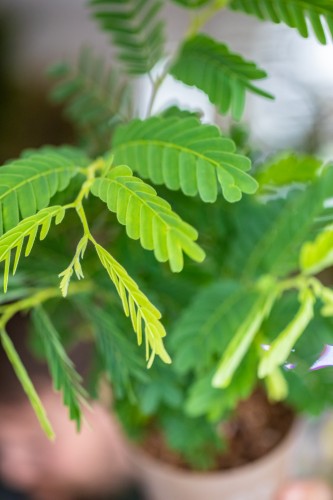 Tamarindus Indica-2.jpg