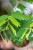Tamarindus Indica-2.jpg