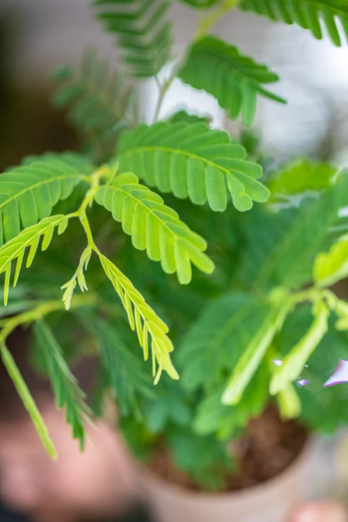 Tamarindus Indica-2.jpg