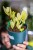 Zamioculcas Chamelemon-1.jpg