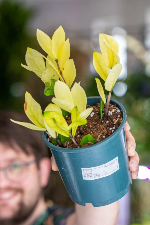 Zamioculcas Chamelemon-2.jpg