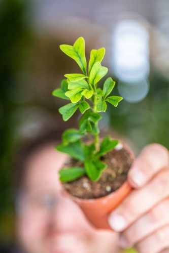Schefflera Triangularis-1.jpg