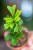 Schefflera Triangularis-2.jpg