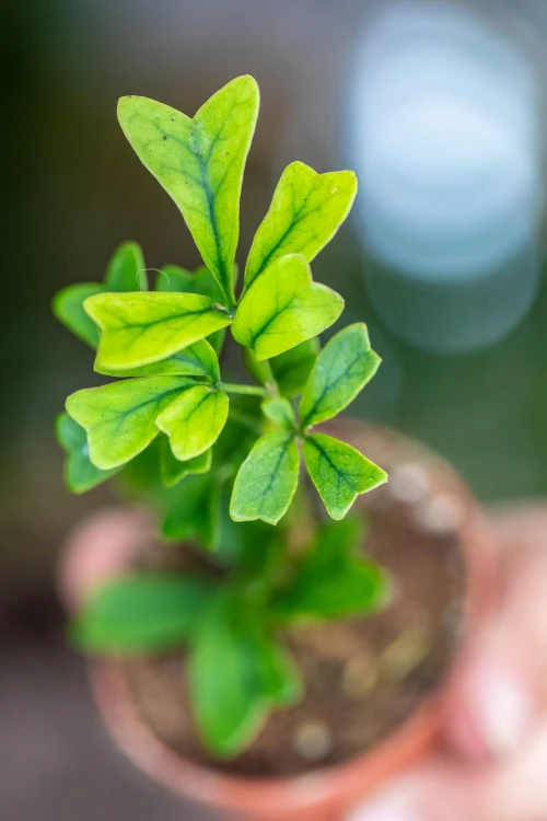 Schefflera Triangularis-2.jpg