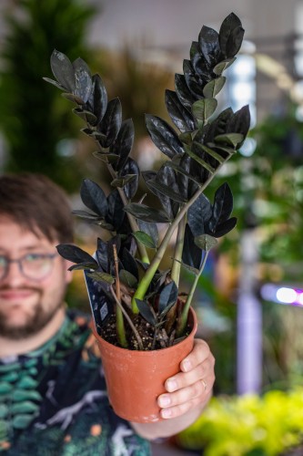 Zamioculcas Raven-1.jpg