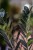 Zamioculcas Raven-2.jpg