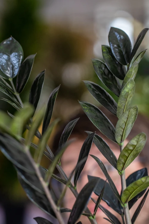 Zamioculcas Raven-2.jpg