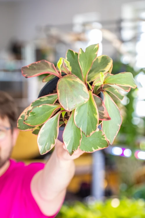 Peperomia Clusi-1.jpg