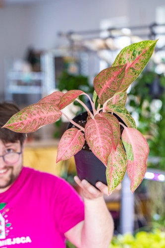 Aglaonema Tango Pink-1.jpg