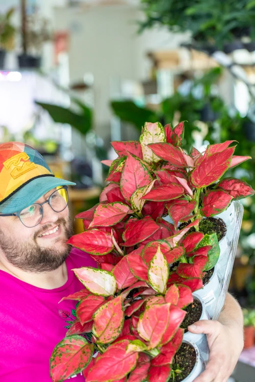 Aglaonema Pink Star-2 (1).jpg