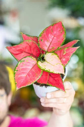 Aglaonema Pink Star-1.jpg