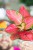 Aglaonema Pink Star-3.jpg