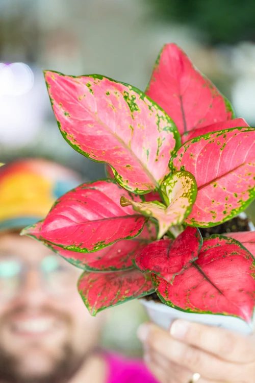 Aglaonema Pink Star-3.jpg
