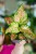 Aglaonema Anymanee Tricolor-9.jpg