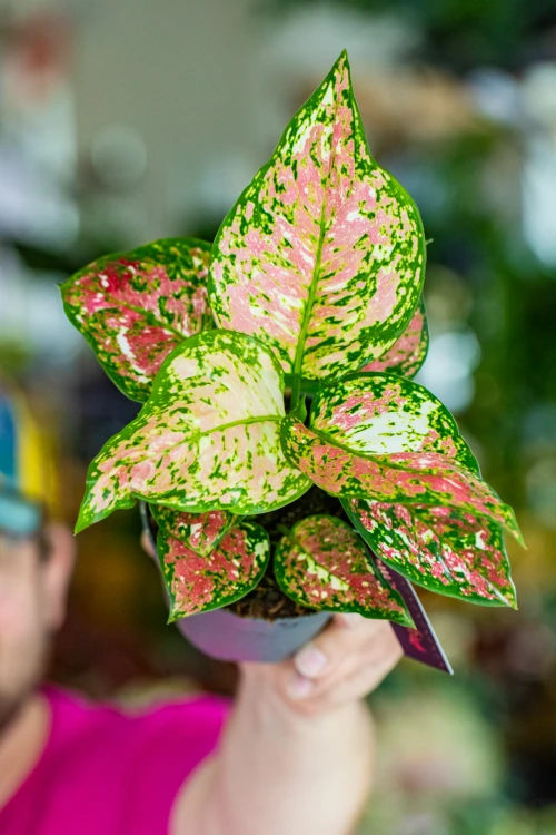 Aglaonema Anymanee Tricolor-9.jpg