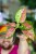 Aglaonema Anymanee Tricolor-8.jpg