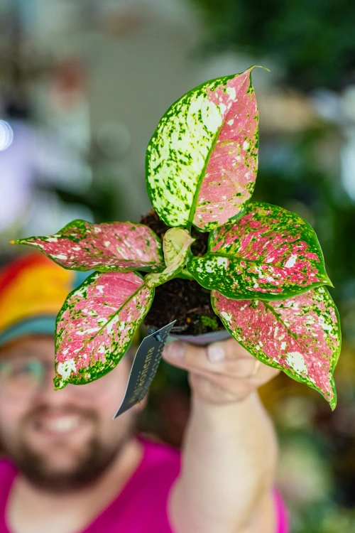 Aglaonema Anymanee Tricolor-8.jpg