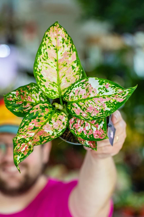 Aglaonema Anymanee Tricolor-7.jpg