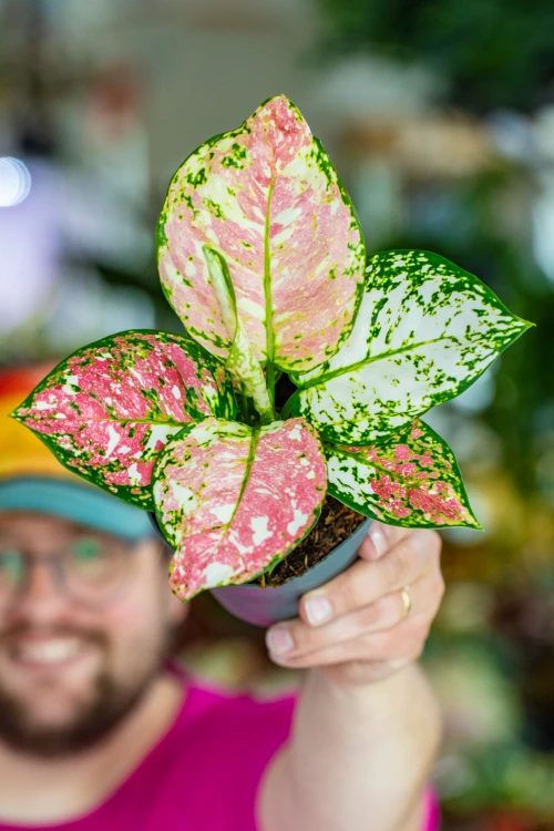 Aglaonema Anymanee Tricolor-6.jpg