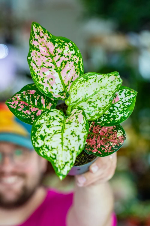Aglaonema Anymanee Tricolor-5.jpg