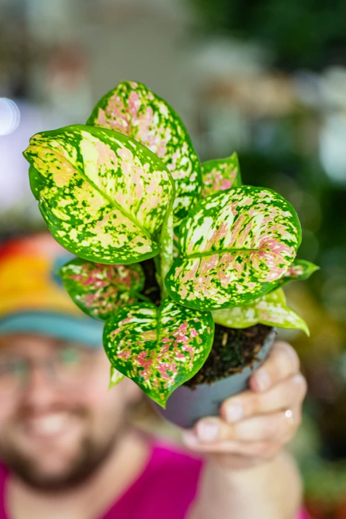 Aglaonema Anymanee Tricolor-4.jpg