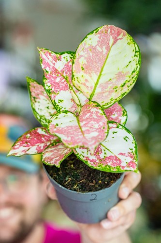 Aglaonema Anymanee Tricolor-2.jpg