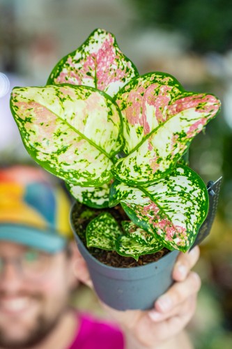Aglaonema Anymanee Tricolor-1 (1).jpg