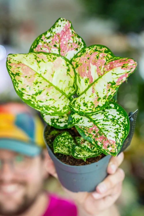 Aglaonema Anymanee Tricolor-1 (1).jpg