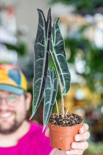 Alocasia Longiloba Purple-2.jpg