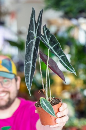 Alocasia Longiloba Purple-1.jpg