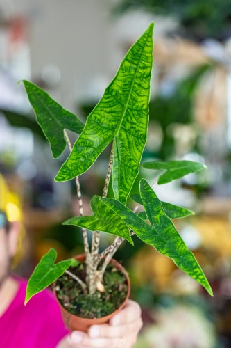 Alocasia Reticulata-2.jpg