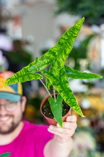 Alocasia Reticulata-1.jpg