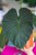 Alocasia Regal Shields-3.jpg