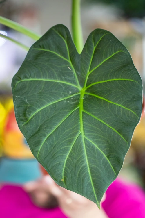 Alocasia Regal Shields-4.jpg