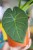 Alocasia Regal Shields-5.jpg