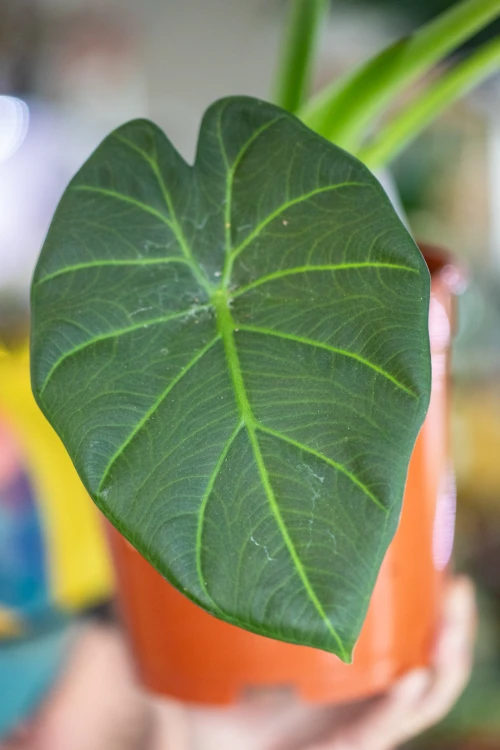 Alocasia Regal Shields-5.jpg