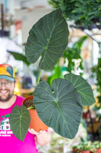 Alocasia Regal Shields-1.jpg