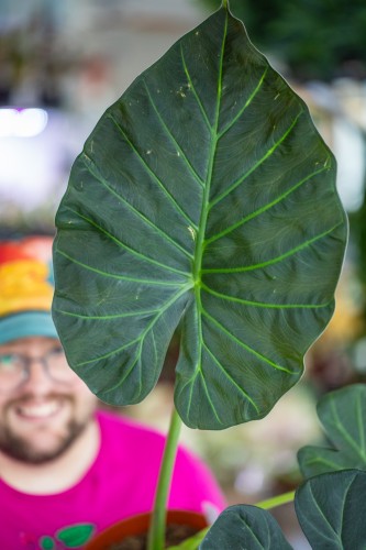Alocasia Regal Shields-2.jpg