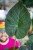 Alocasia Regal Shields-2.jpg