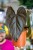Anthurium Queen of hearts-1.jpg