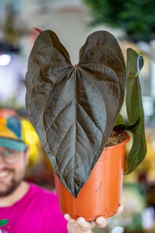 Anthurium Queen of hearts-1.jpg